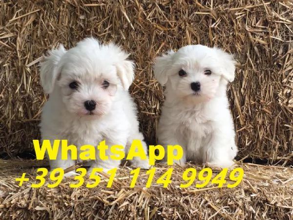 Regaliamo i nostri cuccioli di Maltese maschio e femmina | Foto 0