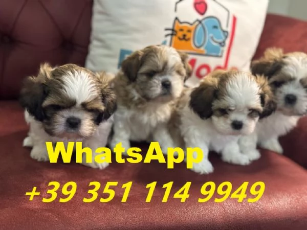 Regaliamo i nostri cuccioli di Shitzu maschi e femmine