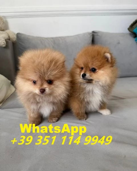 Regaliamo i nostri cuccioli di Pomerania maschi e femmine