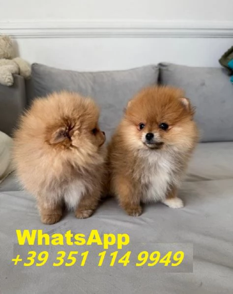 Regaliamo i nostri cuccioli di Pomerania maschi e femmine | Foto 0