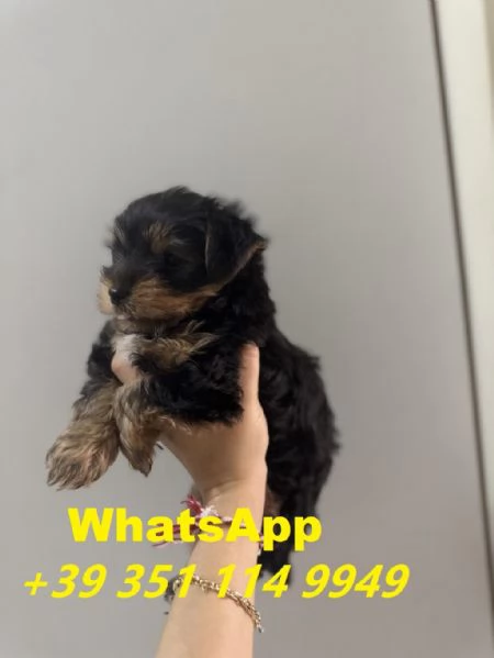 Regaliamo i nostri cuccioli di Yorkshire maschi e femmine