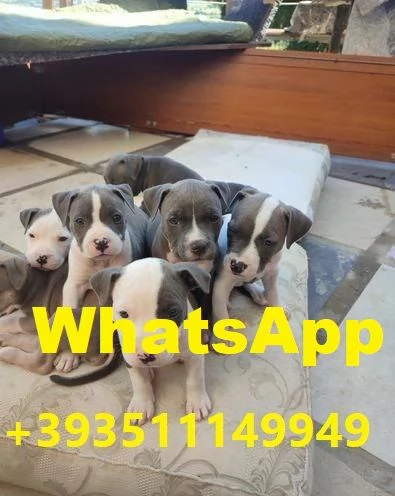 regalare i nostri cuccioli di pitbull maschio e femmina | Foto 2