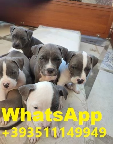 regalare i nostri cuccioli di pitbull maschio e femmina | Foto 1