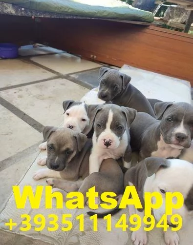 regalare i nostri cuccioli di pitbull maschio e femmina