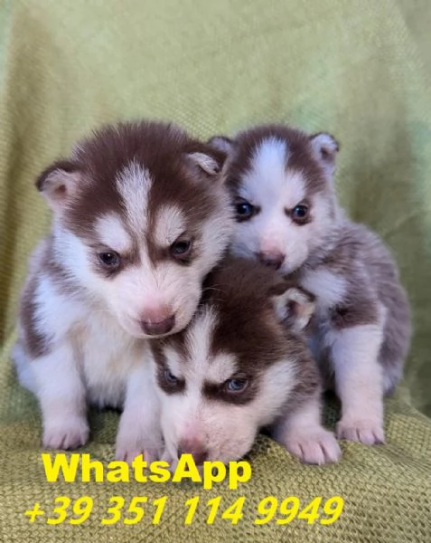 regalare i nostri cuccioli di husky maschio e femmina | Foto 1
