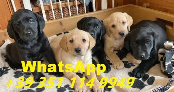 regalare i nostri cuccioli di labrador maschio e femmina | Foto 1