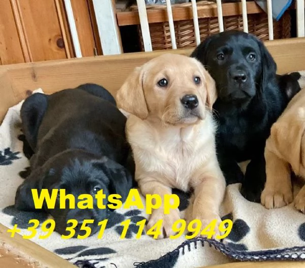 regalare i nostri cuccioli di labrador maschio e femmina | Foto 0
