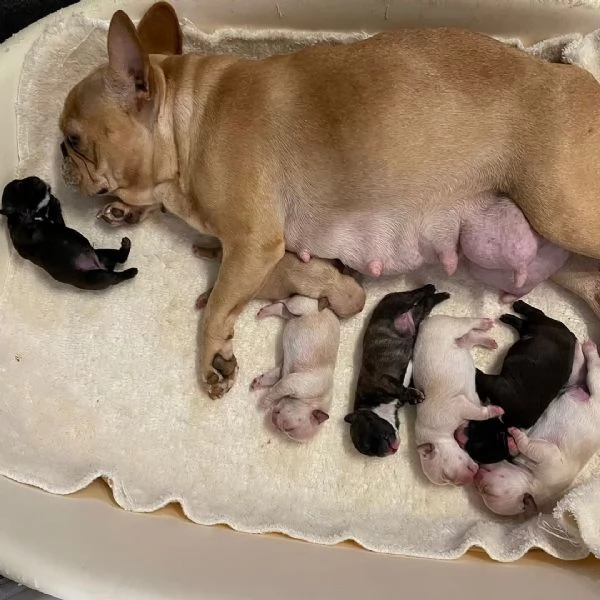 Regaliamo i nostri cuccioli di bulldog francese maschio e femmina | Foto 2