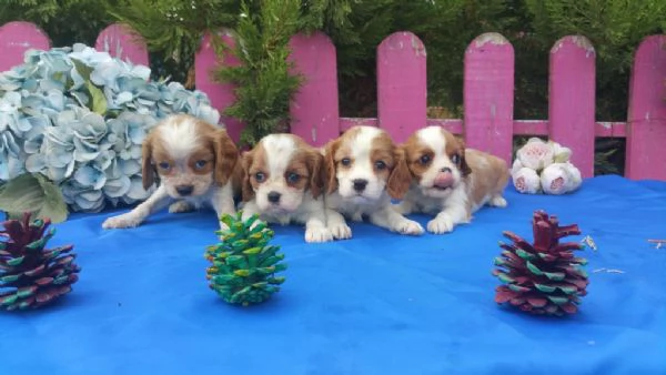 Regaliamo i nostri cuccioli di Cavalier King maschio e femmina | Foto 0