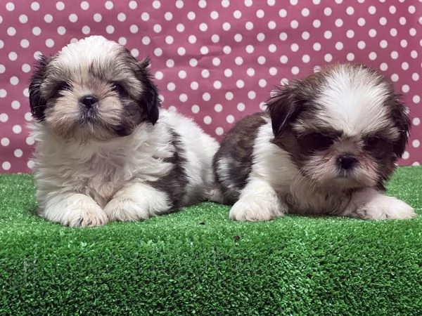 Regaliamo i nostri cuccioli di Shitzu maschio e femmina | Foto 0