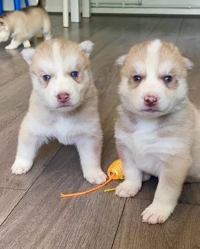 Regaliamo i nostri cuccioli di husky maschio e femmina