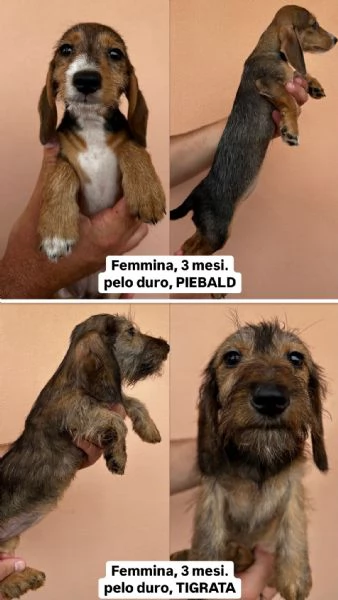 Bassotti  | Foto 1