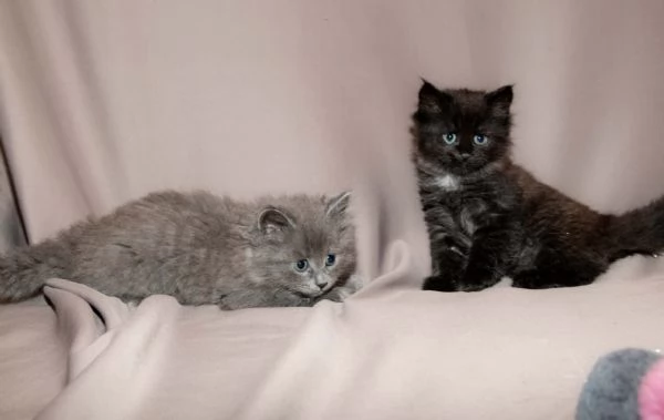 Gattini siberiani  | Foto 2