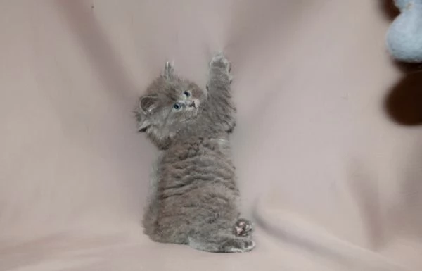 Gattini siberiani  | Foto 1
