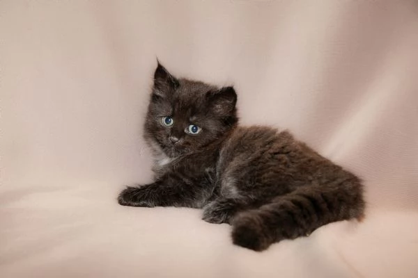 Gattini siberiani  | Foto 0