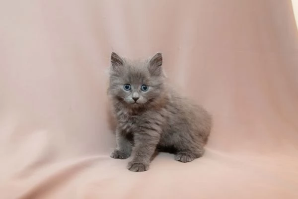 Gattini siberiani 