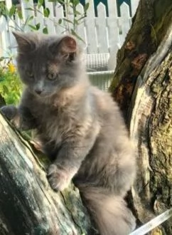 Gatto siberiano 
