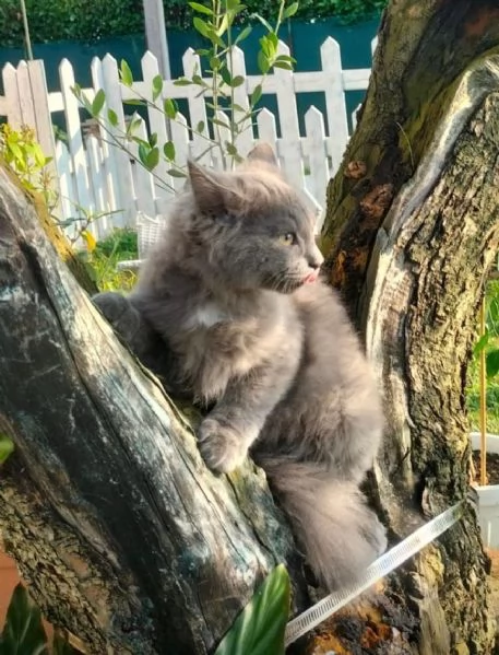 Gatto siberiano  | Foto 0