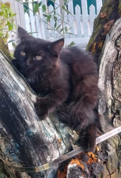 Gattina siberiana  | Foto 0