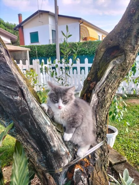 Gattina siberiana  | Foto 1