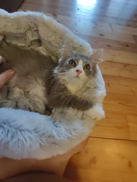 Gattina siberiana  | Foto 0