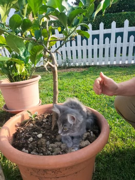 Gattina siberiana  | Foto 1