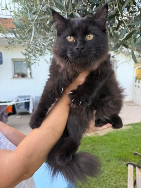 Gattini siberiani  | Foto 5