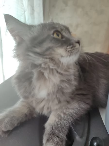Gattini siberiani  | Foto 4