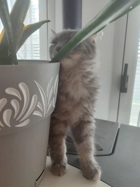 Gattini siberiani  | Foto 3