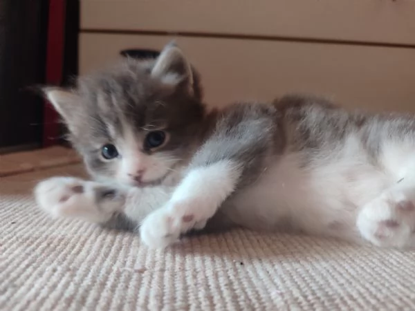 2 gattini siberiani | Foto 0