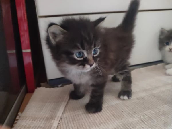 2 gattini siberiani
