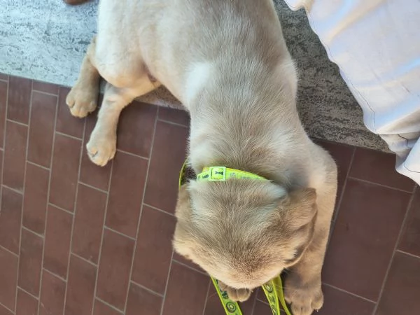 Labrador | Foto 2