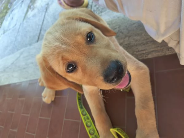 Labrador | Foto 1