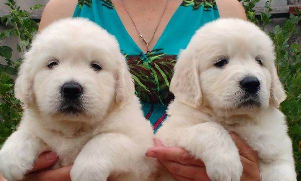 Golden retriever cuccioli