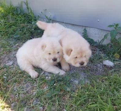 Eccezionali cuccioli Chow chow