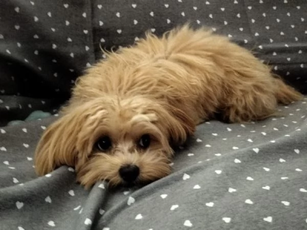 Maltipoo affettuoso e giocherellone