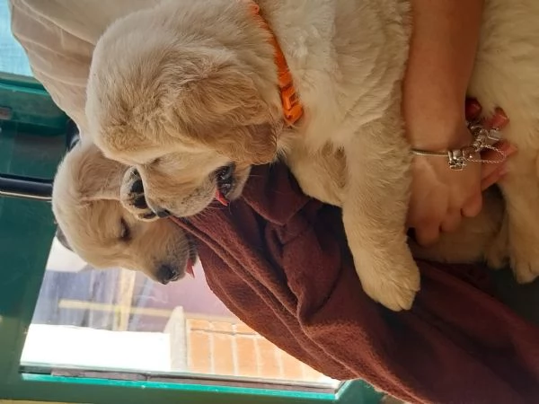 Vendo Cucciole di Golden retriever 