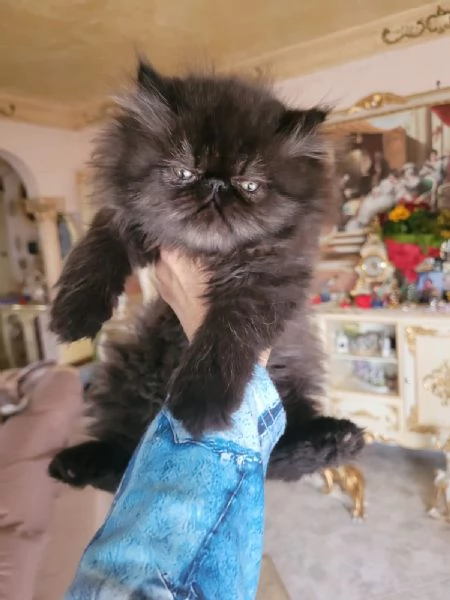 Si vende gattino nero persiano a pelo lungo | Foto 2