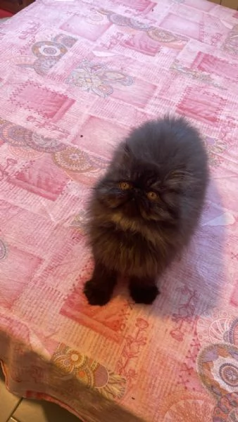 Si vende gattino nero persiano a pelo lungo | Foto 1