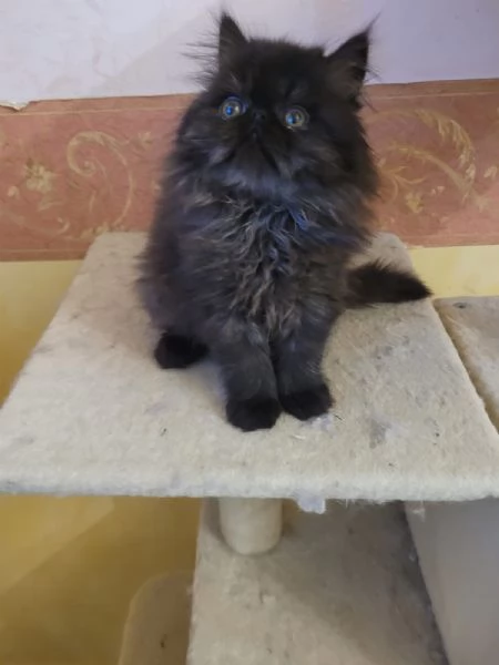 Si vende gattino nero persiano a pelo lungo