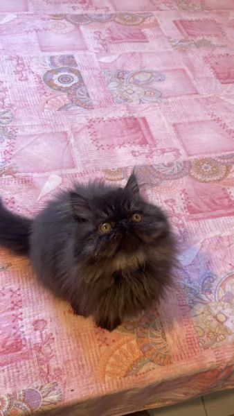 Si vende gattino nero persiano a pelo lungo | Foto 0