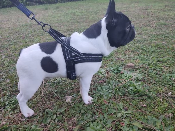 Bulldog francese 
