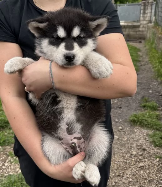 Cuccioli di Alaskan Malamute