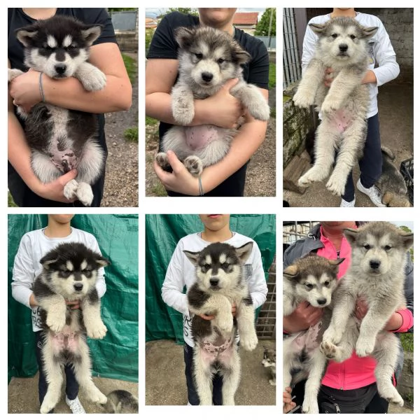 Cuccioli di Alaskan Malamute | Foto 1