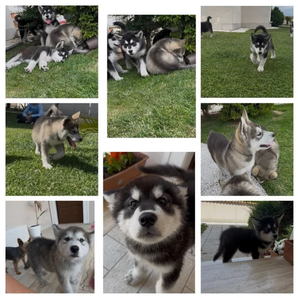 Cuccioli di Alaskan Malamute | Foto 0