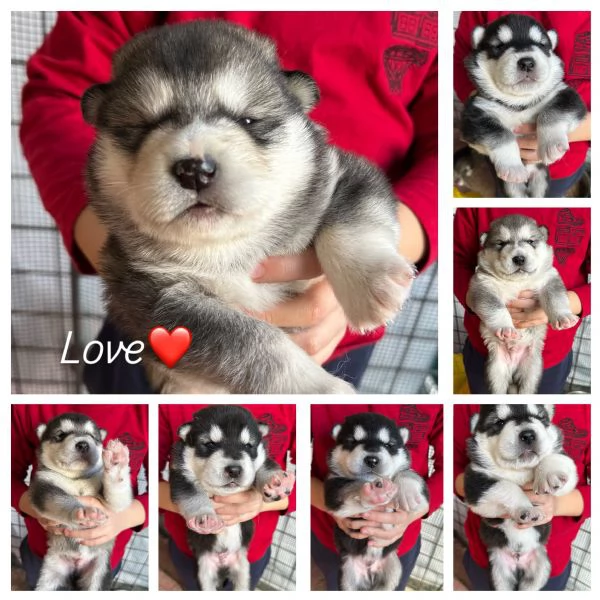 Cuccioli di Alaskan Malamute