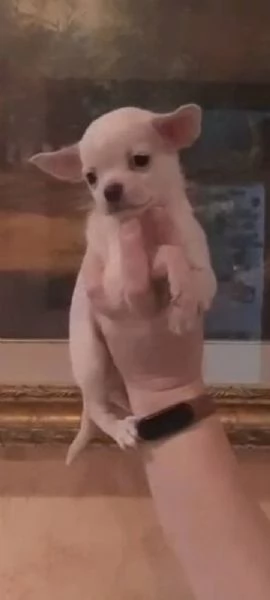 Chihuahua 