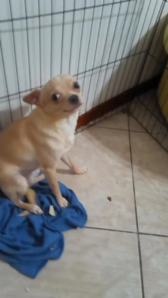 Chihuahua  | Foto 0