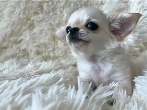 Chihuahua 