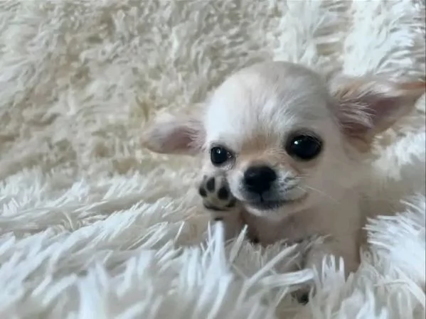 Chihuahua  | Foto 0